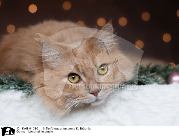 Deutsch Langhaar im Studio / German Longhair in studio / KAB-01080