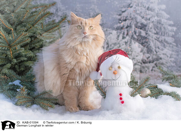 Deutsch Langhaar im Winter / German Longhair in winter / KAB-01094