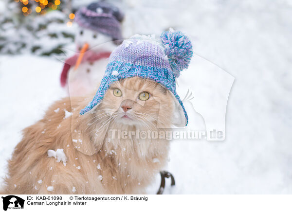 Deutsch Langhaar im Winter / German Longhair in winter / KAB-01098