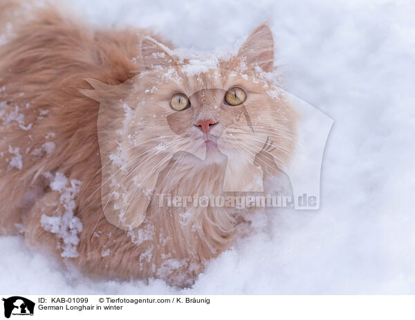 Deutsch Langhaar im Winter / German Longhair in winter / KAB-01099