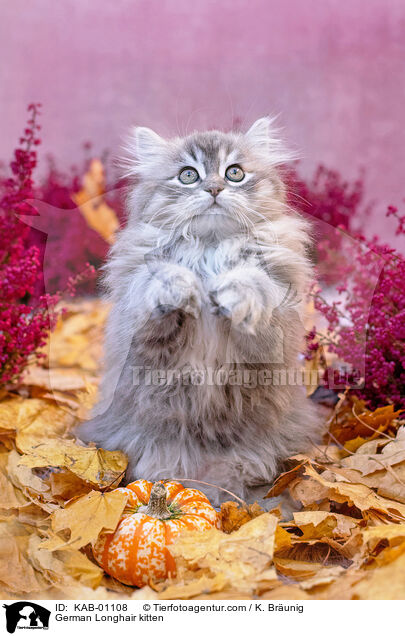 Deutsch Langhaar Ktzchen / German Longhair kitten / KAB-01108