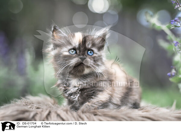 Deutsch Langhaar Ktzchen / German Longhair Kitten / DS-01704