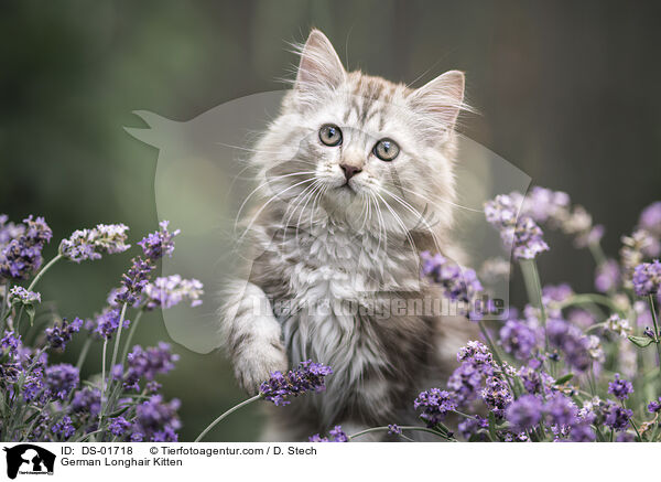 Deutsch Langhaar Ktzchen / German Longhair Kitten / DS-01718