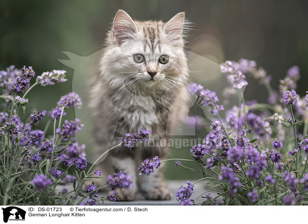 Deutsch Langhaar Ktzchen / German Longhair Kitten / DS-01723