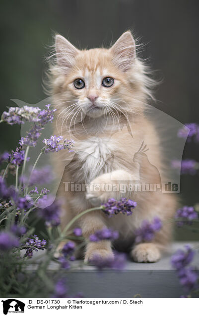 German Longhair Kitten / DS-01730