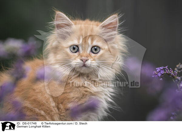 German Longhair Kitten / DS-01746