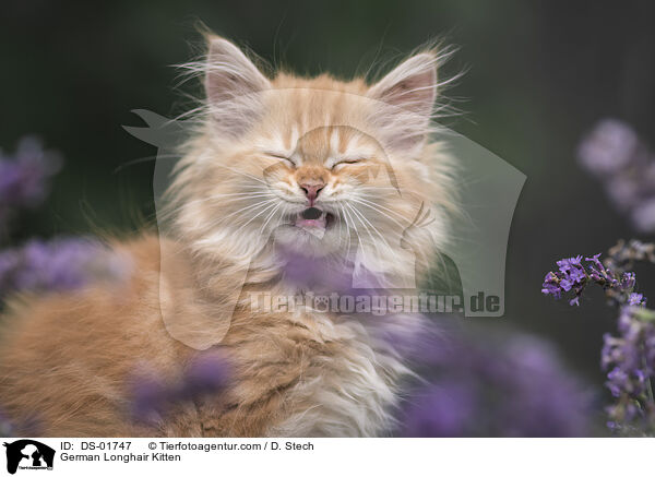 Deutsch Langhaar Ktzchen / German Longhair Kitten / DS-01747