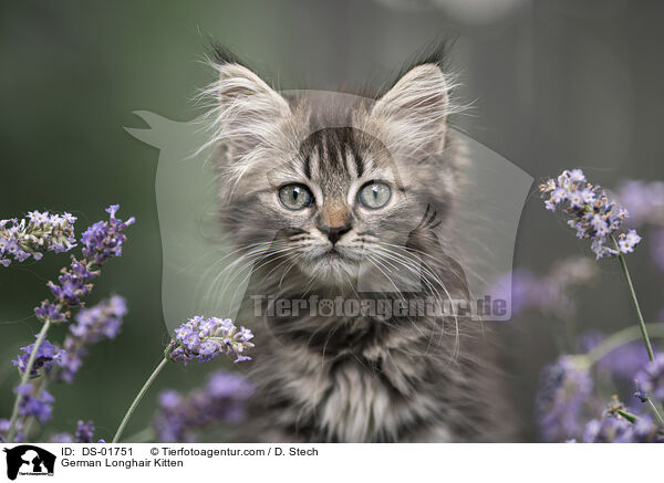 German Longhair Kitten / DS-01751