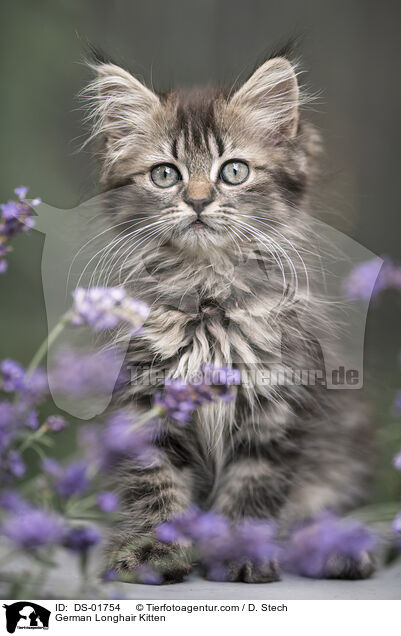 German Longhair Kitten / DS-01754
