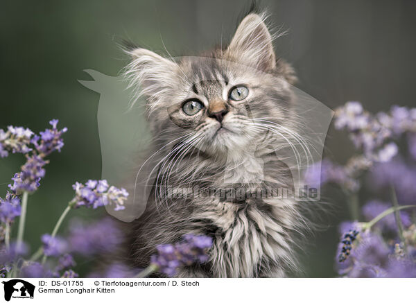 Deutsch Langhaar Ktzchen / German Longhair Kitten / DS-01755