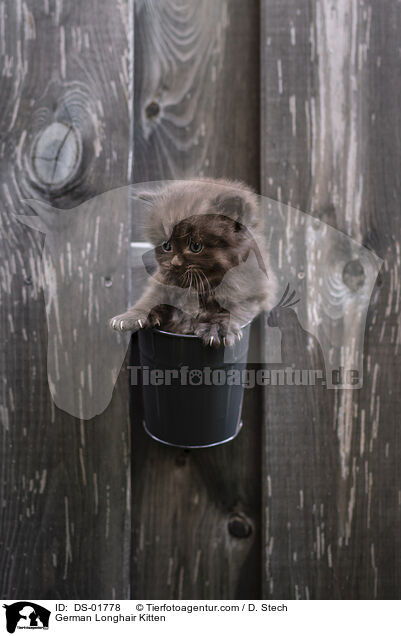 Deutsch Langhaar K�tzchen / German Longhair Kitten / DS-01778