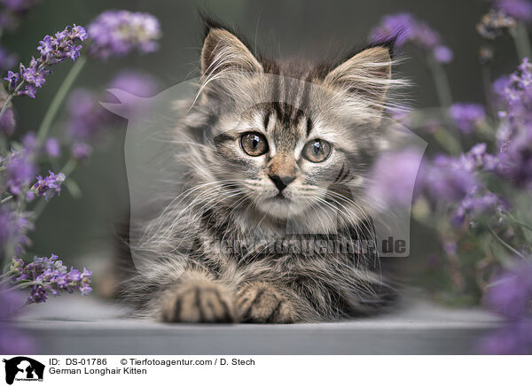 German Longhair Kitten / DS-01786