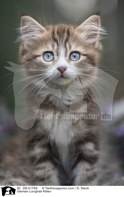 German Longhair Kitten / DS-01789