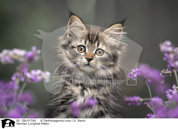 German Longhair Kitten / DS-01790