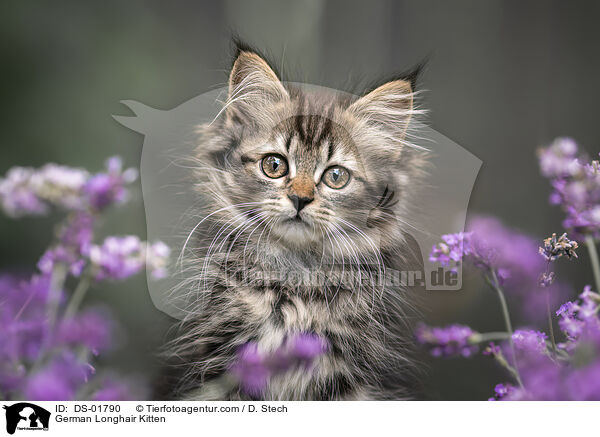 Deutsch Langhaar Ktzchen / German Longhair Kitten / DS-01790