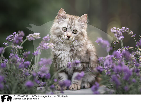 Deutsch Langhaar Ktzchen / German Longhair Kitten / DS-01798