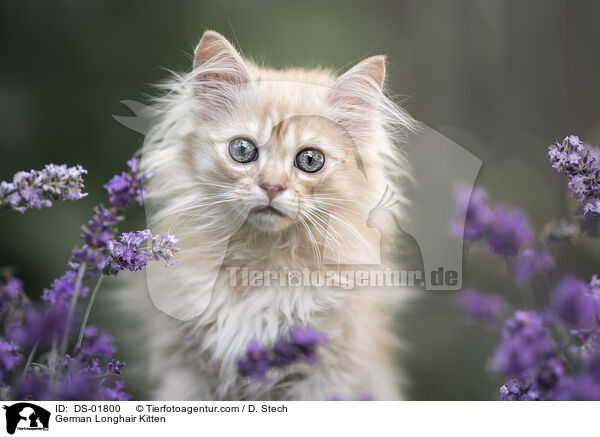 Deutsch Langhaar Ktzchen / German Longhair Kitten / DS-01800