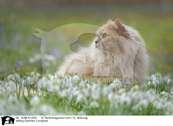 sitzende Deutsch Langhaar / sitting German Longhair / KAB-01252