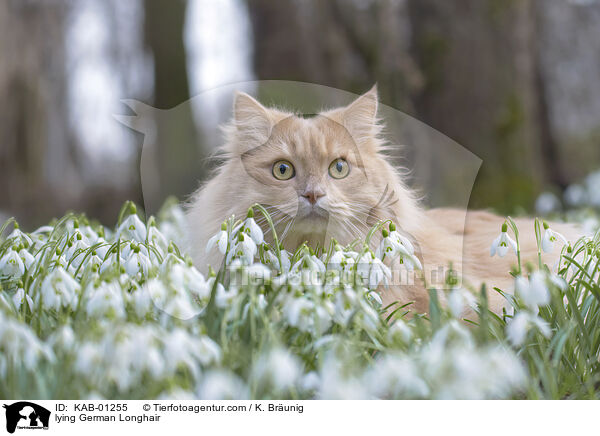 liegende Deutsch Langhaar / lying German Longhair / KAB-01255