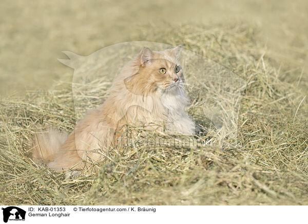 German Longhair / KAB-01353