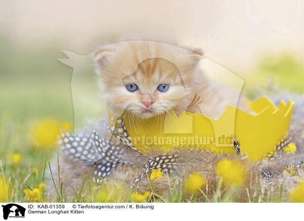 German Longhair Kitten / KAB-01359