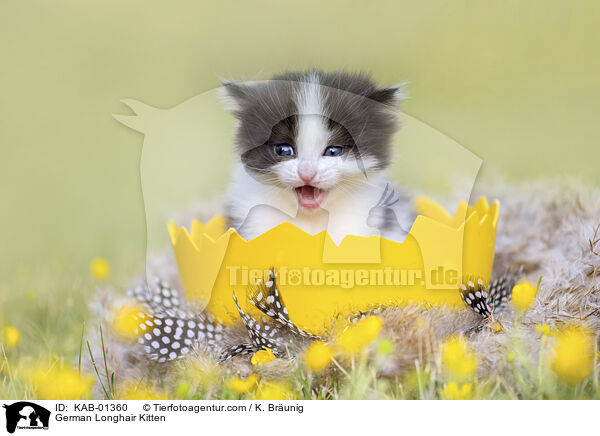 German Longhair Kitten / KAB-01360