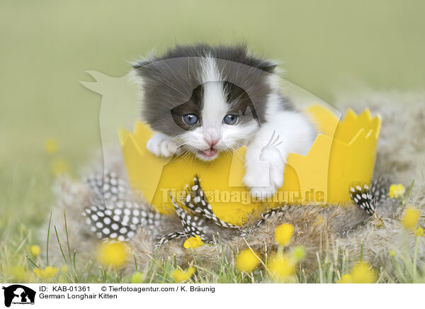 German Longhair Kitten / KAB-01361