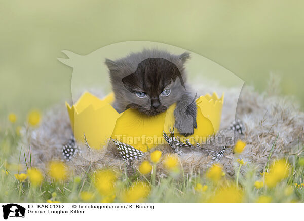 German Longhair Kitten / KAB-01362