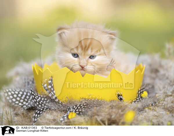 German Longhair Kitten / KAB-01363