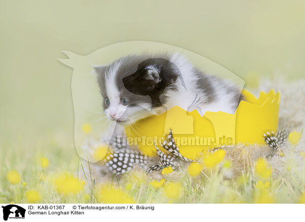 Deutsch Langhaar Ktzchen / German Longhair Kitten / KAB-01367