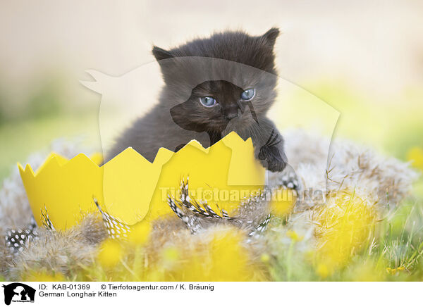 Deutsch Langhaar Ktzchen / German Longhair Kitten / KAB-01369