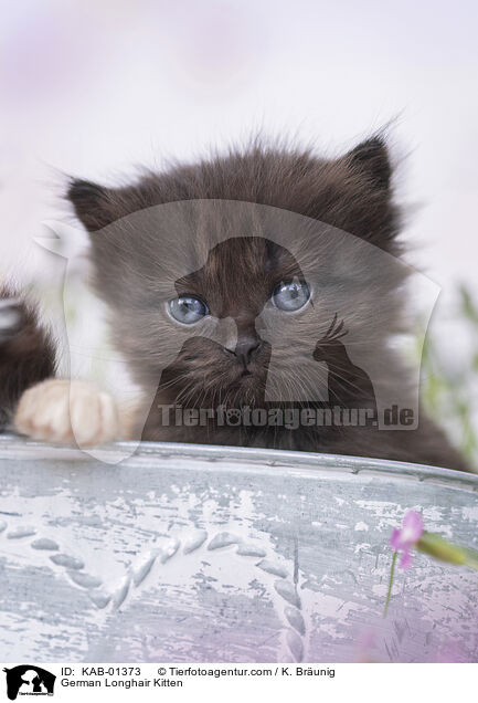 Deutsch Langhaar K�tzchen / German Longhair Kitten / KAB-01373