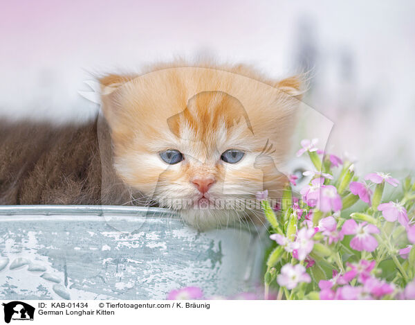 Deutsch Langhaar K�tzchen / German Longhair Kitten / KAB-01434