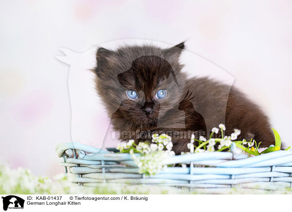 Deutsch Langhaar Ktzchen / German Longhair Kitten / KAB-01437
