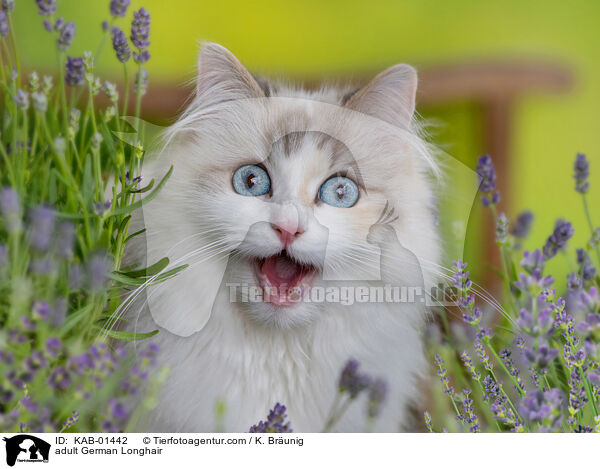 ausgewachsene Deutsch Langhaar / adult German Longhair / KAB-01442