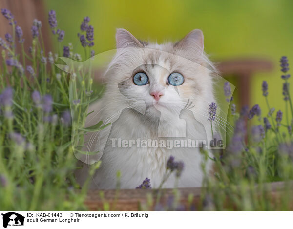 ausgewachsene Deutsch Langhaar / adult German Longhair / KAB-01443