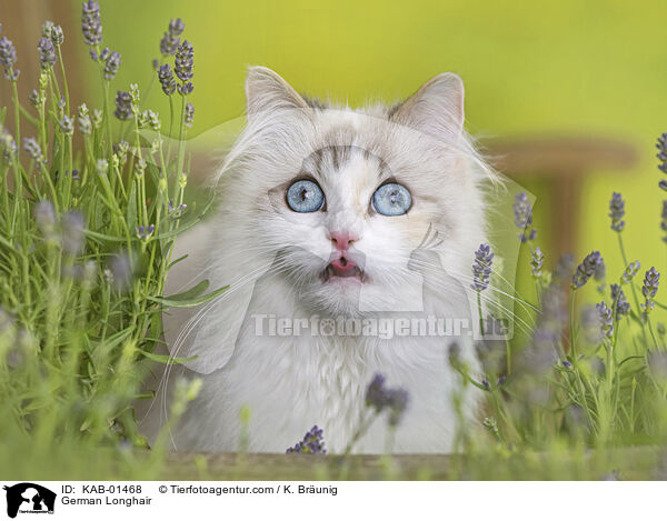 Deutsch Langhaar / German Longhair / KAB-01468