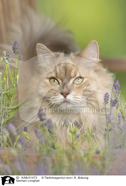 Deutsch Langhaar / German Longhair / KAB-01473