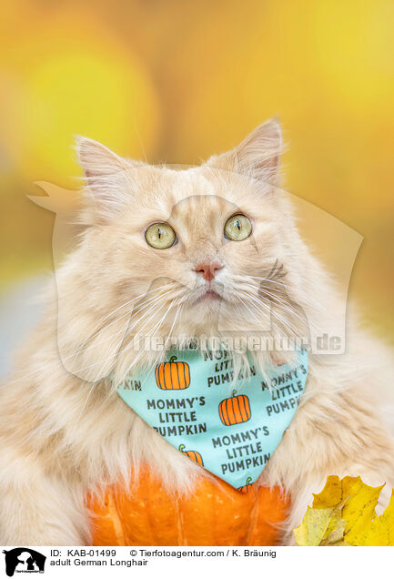 adult German Longhair / KAB-01499