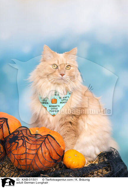 ausgewachsene Deutsch Langhaar / adult German Longhair / KAB-01501