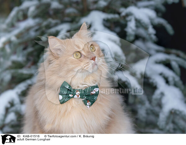 ausgewachsene Deutsch Langhaar / adult German Longhair / KAB-01516