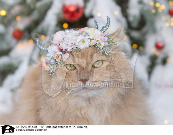 ausgewachsene Deutsch Langhaar / adult German Longhair / KAB-01529