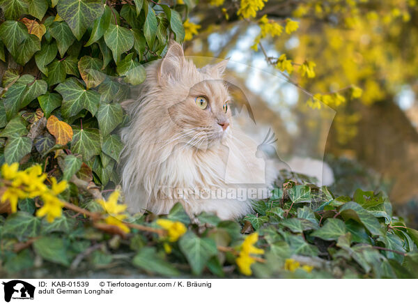 ausgewachsene Deutsch Langhaar / adult German Longhair / KAB-01539