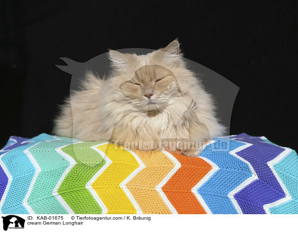 cremefarbene Deutsch Langhaar / cream German Longhair / KAB-01675