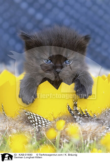 German Longhair Kitten / KAB-01680
