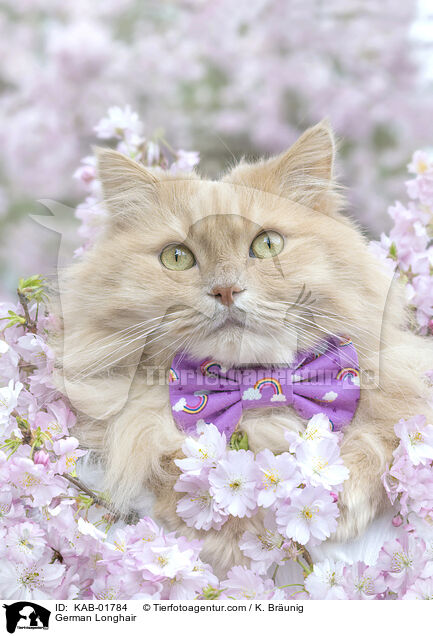 Deutsch Langhaar / German Longhair / KAB-01784