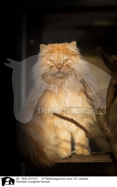 Deutsch Langhaar Kater / German Longhair tomcat / DOL-01013