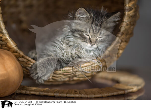 Deutsch Langhaar Ktzchen / German Longhair Kitten / DOL-01031