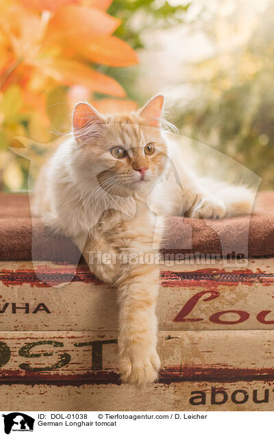 Deutsch Langhaar Kater / German Longhair tomcat / DOL-01038