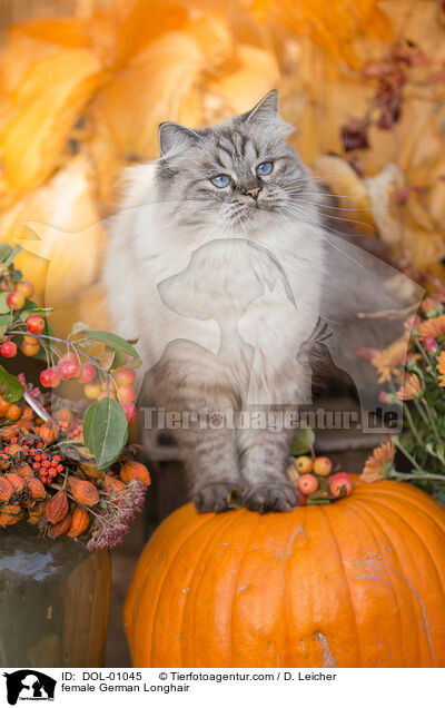 Deutsch Langhaar Katze / female German Longhair / DOL-01045